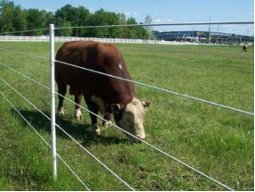 fence post