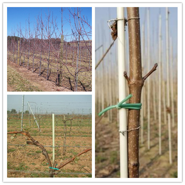 tree stake